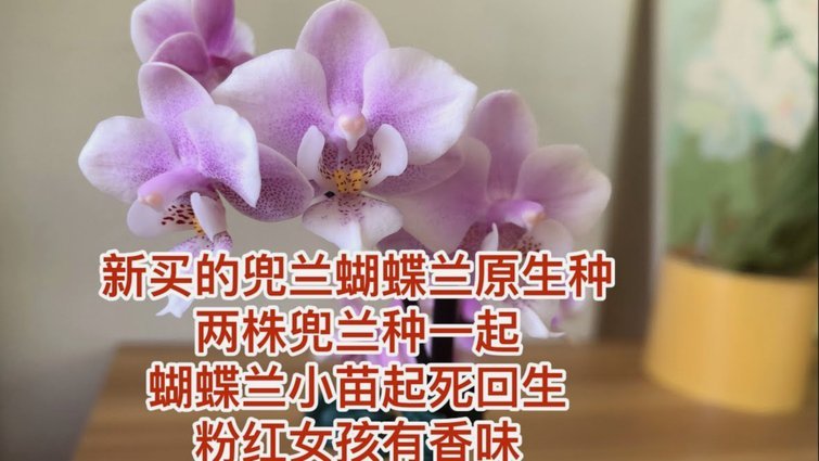花呗分期能套出现金?