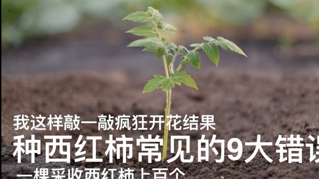 花呗用不了？原因和解决方法