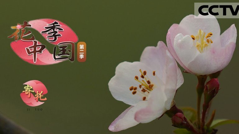 花呗秒套平台真的靠谱吗？——当下真相解析