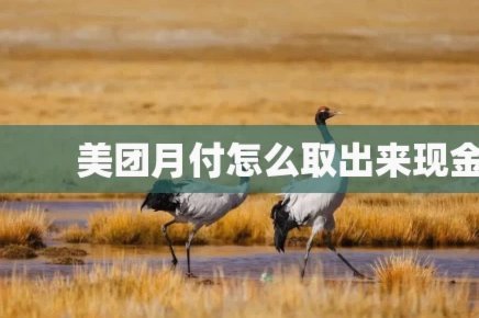 美团月付取现的商家 怎么取消