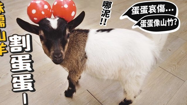 羊小咩商家秒到引领消费新趋势