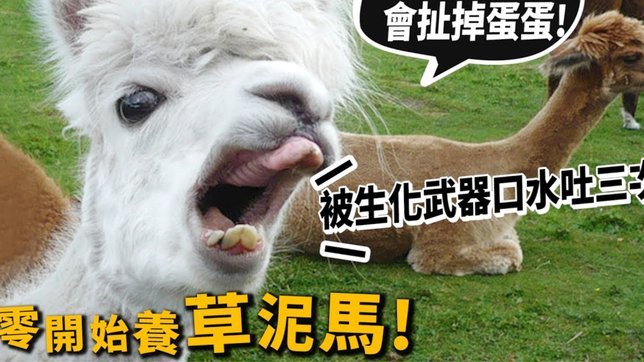 羊小咩备用金没有提现按钮