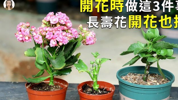 携程拿去花 哪些商户支持花呗
