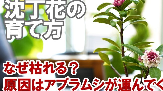 携程拿去花技术解析