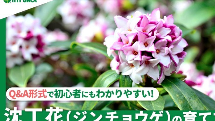 拿去花好用吗安全吗