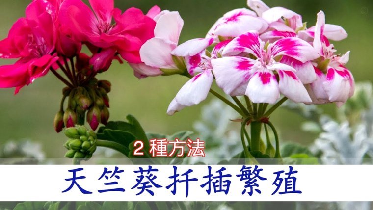 携程拿去花套出来 现金怎么办