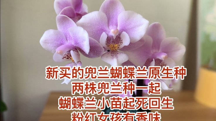 花呗安全使用的实用指南