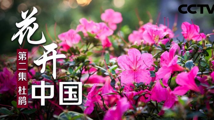 花呗秒套平台揭秘：还能信任吗？