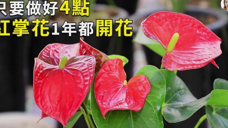 携程的拿去花怎么提现