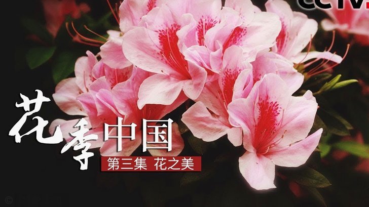 携程拿去花容易开通吗