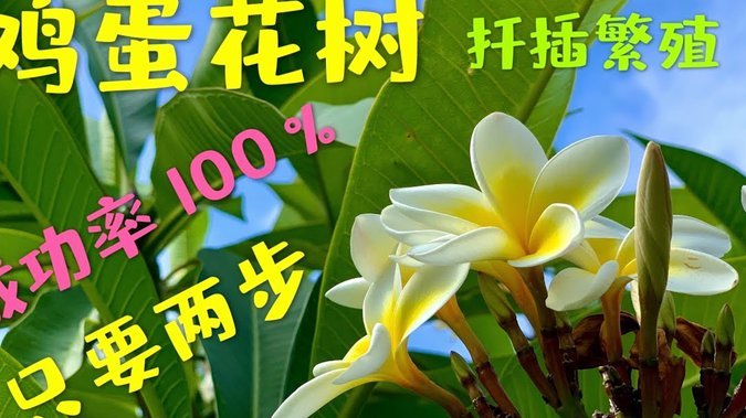 去哪儿的拿去花怎么提现